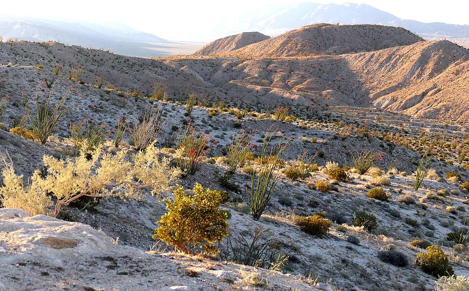 Ocotillo blooming across the Anza-Borrego badlands at first light